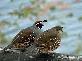 quails